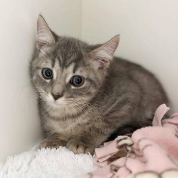 Stitch -  Domestic Short Hair Cat Available for Adoption in Cumming, Georgia - Stitch | PetCurious