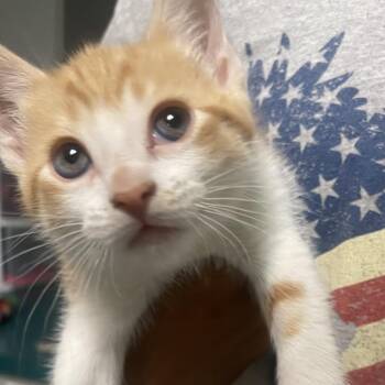 Kennedy -  Domestic Short Hair Cat for Adoption in Lenexa, Kansas - Kennedy | PetCurious