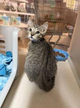 92133a Rufus -  Domestic Short Hair Cat Available for Adoption in North Charleston, South Carolina - 92133a Rufus | PetCurious