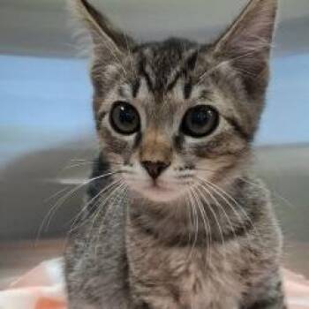 Tetris -  Domestic Short Hair Cat for Adoption in Bullhead City, Arizona - Tetris | PetCurious