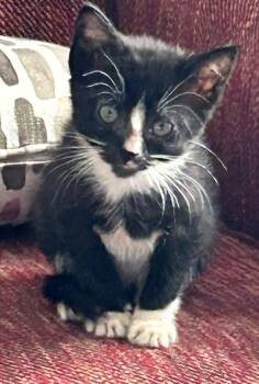 Jasper -  Domestic Short Hair Cat for Adoption in Sanford, North Carolina - Jasper | PetCurious
