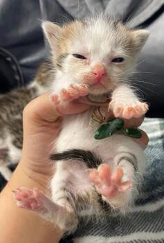 Domestic Short Hair Cats Available for Adoption in Lockhart, Texas - Skittles | PetCurious