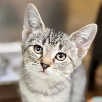 Bluebell -  Domestic Short Hair Cat for Adoption in Jackson Township, New Jersey - Bluebell | PetCurious