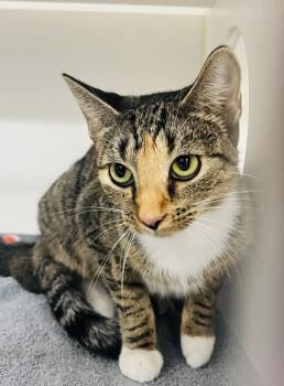 Rescue Domestic Short Hair Cats for Adoption in Savannah, Georgia - Whiskerina | PetCurious