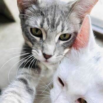 Rescue American Shorthair Cats for Adoption in Seguin, Texas - Cronus & Iris | PetCurious