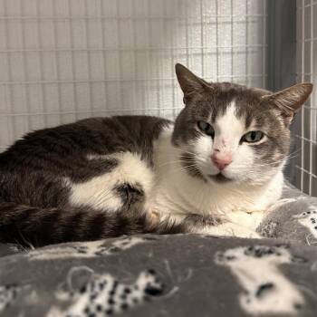 American Shorthair Cats Available for Adoption - Ashe | PetCurious