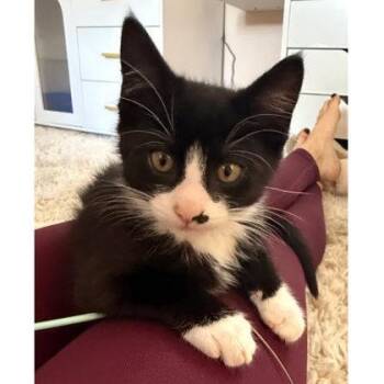 Oakley Bleeker, needs young cat buddy -  Domestic Short Hair Cat for Adoption in Hudson, Massachusetts - Oakley Bleeker, Needs Young Cat Buddy | PetCurious
