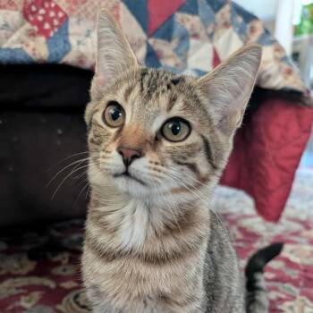 Rescue Domestic Short Hair Cats for Adoption in Middletown, Ohio - Zoey | PetCurious