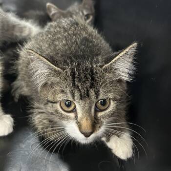 Rescue Domestic Short Hair Cats for Adoption in Newark, New Jersey - Jess | PetCurious
