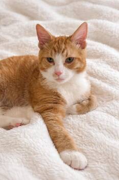 Domestic Medium Hair Cats Available for Adoption - Asher | PetCurious