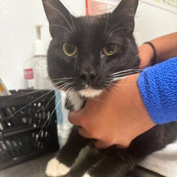 Oliver -  Domestic Short Hair Cat for Adoption in Tulsa, Oklahoma - Oliver | PetCurious