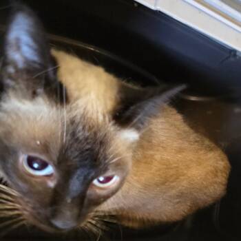 Karina -  Siamese and Russian Blue Cat for Adoption in Klamath Falls, Oregon - Karina | PetCurious