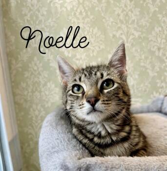 Domestic Short Hair Cats Available for Adoption in Webster, New York - Noelle | PetCurious