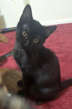 Minerva -  Domestic Short Hair Cat for Adoption in Mansfield, Texas - Minerva | PetCurious