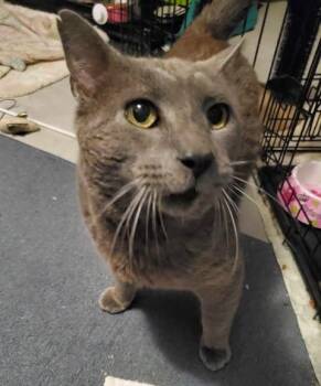 Rescue Domestic Short Hair Cats for Adoption in Keansburg, New Jersey - Mr Grey | PetCurious