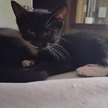 Ducky -  Domestic Short Hair Cat for Adoption in Ringtown, Pennsylvania - Ducky | PetCurious