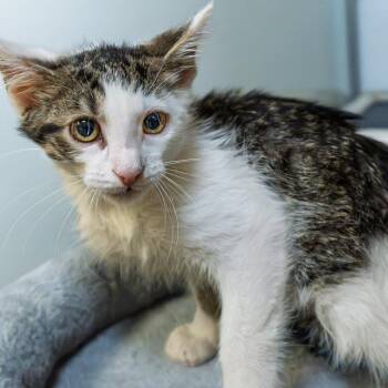 Cipollini -  Domestic Short Hair Cat for Adoption in South Elgin, Illinois - Cipollini | PetCurious