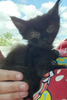 Rescue Domestic Long Hair Cats for Adoption in Republic, Missouri - Daytona | PetCurious