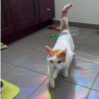 Domestic Short Hair Cats Available for Adoption in Philadelphia, Pennsylvania - Chip | PetCurious