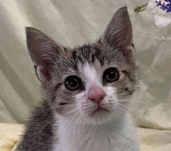 Molly -  Domestic Short Hair Cat for Adoption in Connelly Springs, North Carolina - Molly | PetCurious