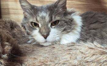Rescue Domestic Long Hair Cats for Adoption in Littleton, New Hampshire - Ryleigh | PetCurious