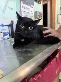 Dahila -  Bombay and American Shorthair Cat for Adoption in Bedford, Indiana - Dahila | PetCurious