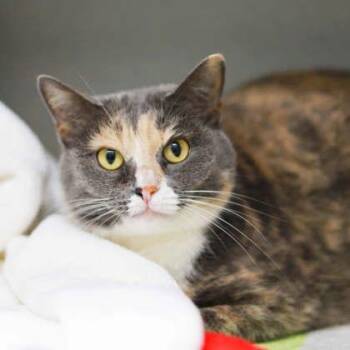 Domestic Short Hair Cats Available for Adoption in Atlanta, Georgia - Cloe | PetCurious