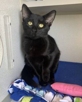 Apple -  Domestic Short Hair Cat for Adoption in Bisbee, Arizona - Apple | PetCurious