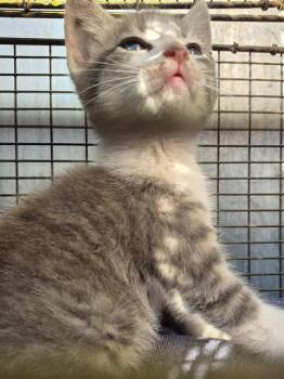 Domestic Medium Hair Cats Available for Adoption in San Antonio, Texas - MILO | PetCurious