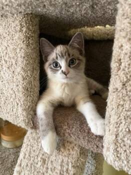 Anais -  Siamese Cat for Adoption in Blaine, Minnesota - Anais | PetCurious