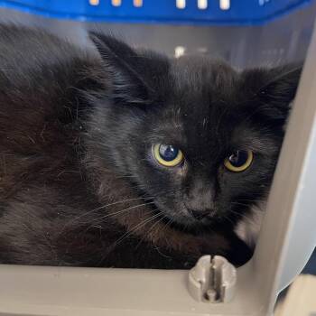 Domestic Short Hair Cats Available for Adoption in Clearwater, Florida - Spotty | PetCurious