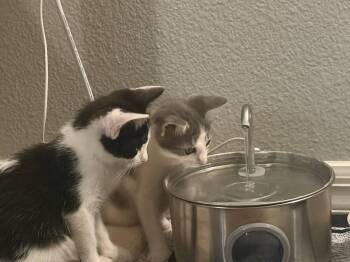 Teeny -  Domestic Short Hair Cat for Adoption in St. Cloud, Florida - Teeny | PetCurious