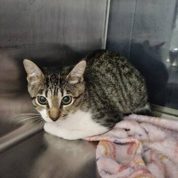 Vega Felis -  Domestic Short Hair Cat for Adoption in Livingston, Texas - Vega Felis | PetCurious