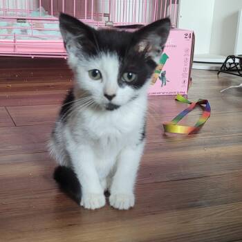Blast -  Domestic Short Hair Cat for Adoption in Lenoir City, Tennessee - Blast | PetCurious