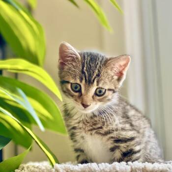 Gus -  Domestic Short Hair Cat for Adoption in New York, New York - Gus | PetCurious