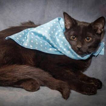 Nick -  Bombay Cat for Adoption in Scottsdale, Arizona - Nick | PetCurious