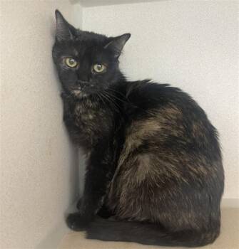 FUDGE -  Domestic Short Hair Cat for Adoption in Loveland, Colorado - FUDGE | PetCurious