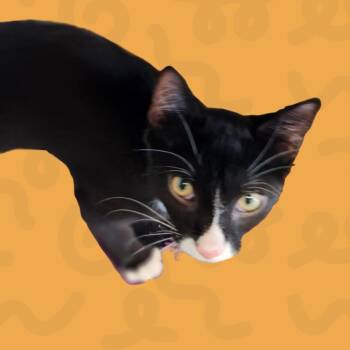 Buddy -  Domestic Short Hair Cat for Adoption in Reno, Nevada - Buddy | PetCurious