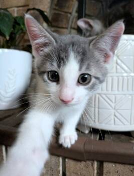 Kiwi -  Domestic Medium Hair Cat for Adoption in Walled Lake, Michigan - Kiwi | PetCurious