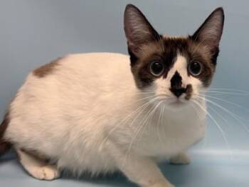 Tami -  Siamese and Domestic Short Hair Cat for Adoption in Golden Valley, Minnesota - Tami | PetCurious