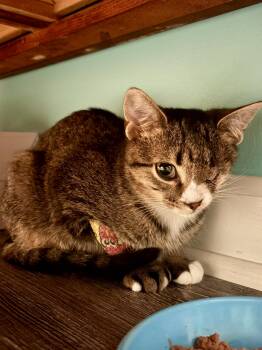 Winky & Minky -  Domestic Short Hair Cat for Adoption in Andover, Connecticut - Winky & Minky | PetCurious