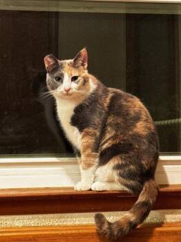 Miso -  Domestic Short Hair Cat Available for Adoption in Visalia, California - Miso | PetCurious