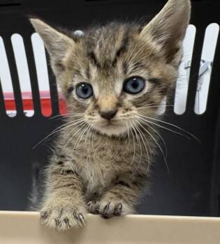 Pen 4 Stephan -  Domestic Short Hair Cat for Adoption in Lawrenceville, Georgia - Pen 4 Stephan | PetCurious