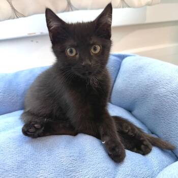 Belby -  Domestic Short Hair Cat for Adoption in Fredericksburg, Virginia - Belby | PetCurious