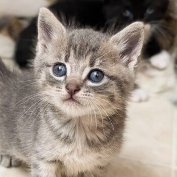 Domestic Short Hair Cats Available for Adoption in Madison, Wisconsin - Sully | PetCurious