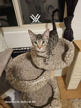 Domestic Short Hair Cats Available for Adoption in Glendale, Arizona - Bear Bear | PetCurious