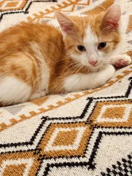 Rescue Domestic Medium Hair Cats for Adoption in Mineral Point, Wisconsin - Benson | PetCurious