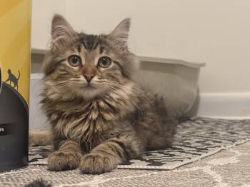 Pecan -  Domestic Medium Hair Cat for Adoption in Walled Lake, Michigan - Pecan | PetCurious