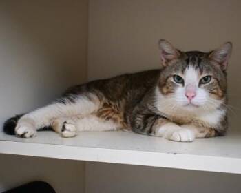 Sultan -  Domestic Short Hair Cat for Adoption in Chamblee, Georgia - Sultan | PetCurious