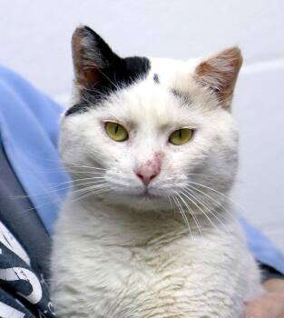 Domestic Short Hair Cats Available for Adoption - Pete (AO35798) | PetCurious